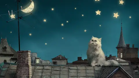 Gato en la noche Gato en la noche