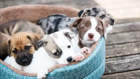 Cachorros de perro Cachorros de perro