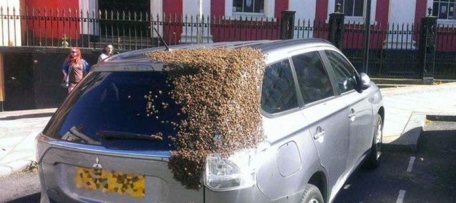 Unas 20.000 abejas siguen a un coche en cuyo maletero quedó atrapada su reina Unas 20.000 abejas siguen a un coche en cuyo maletero quedó atrapada su reina