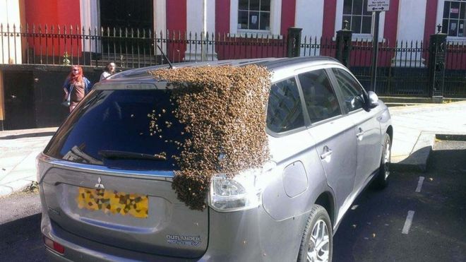 Unas 20.000 abejas siguen a un coche en cuyo maletero quedó atrapada su reina Unas 20.000 abejas siguen a un coche en cuyo maletero quedó atrapada su reina