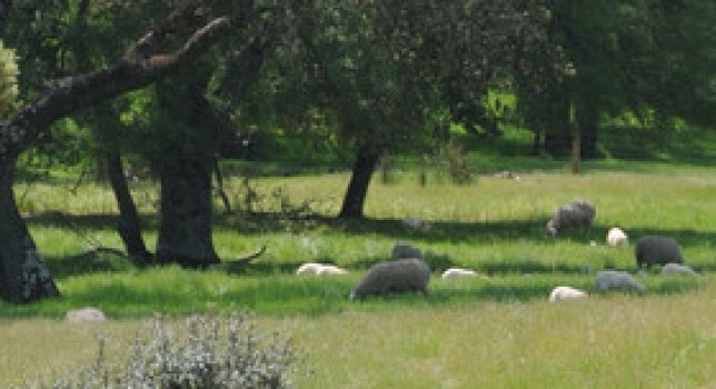 Ecologistas en Acción critica el corte de más de 105 encinas centenarias en la Dehesa Boyal de Cañamero Ecologistas en Acción critica el corte de más de 105 encinas centenarias en la Dehesa Boyal de Cañamero