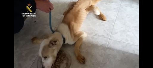 Dos personas detenidas por abandonar a un perro encerrado en La Coruña Dos personas detenidas por abandonar a un perro encerrado en La Coruña