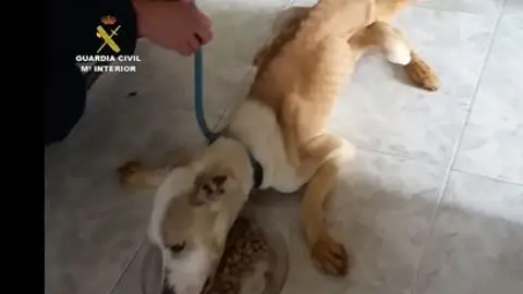 Perro rescatado por el Seprona Perro rescatado por el Seprona