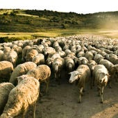 Imagen de un rebaño de ovejas