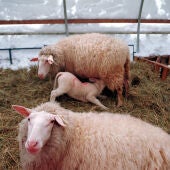 Varias ovejas en una granja