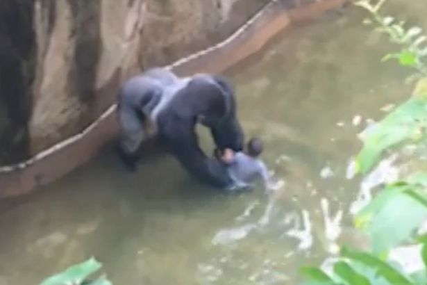 Matan a un gorila en un zoo de Cincinnati después de que un niño cayera al foso Matan a un gorila en un zoo de Cincinnati después de que un niño cayera al foso