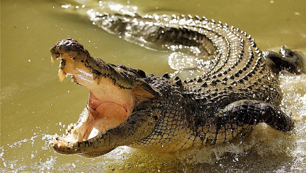 Imagen de un cocodrilo