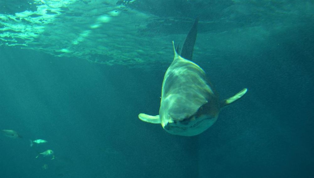 Un tiburón en el acuario de Sevilla