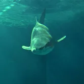 Un tiburón en el acuario de Sevilla Un tiburón en el acuario de Sevilla