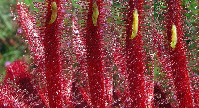 Azul y verde: El origen de las plantas carnívoras Azul y verde: El origen de las plantas carnívoras