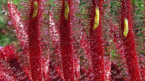 Plantas carn&iacute;voras