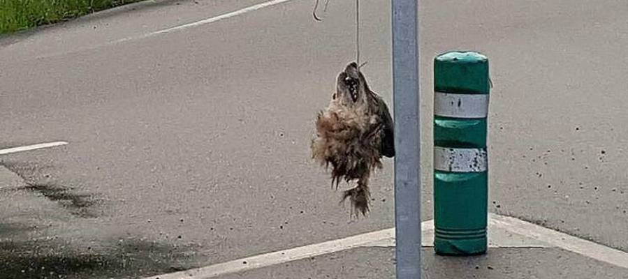 Imagen de la cabeza del lobo Imagen de la cabeza del lobo