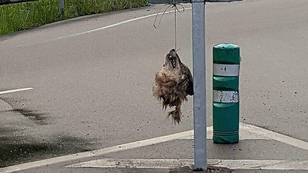 Hallan la cabeza de un lobo colgada en una señal de tráfico en Asturias Hallan la cabeza de un lobo colgada en una señal de tráfico en Asturias