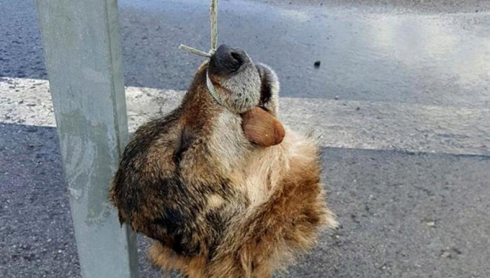 La cabeza de un lobo decapitado en Asturias