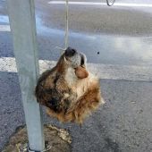 La cabeza de un lobo decapitado en Asturias