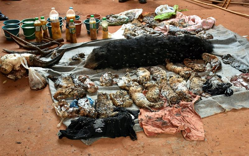 Las autoridades de Tailandia descubren 40 crías de tigre muertas en el 'Templo del Tigre' Las autoridades de Tailandia descubren 40 crías de tigre muertas en el 'Templo del Tigre'