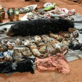 Imagen de las crías de tigre muertas en un templo en Tailandia