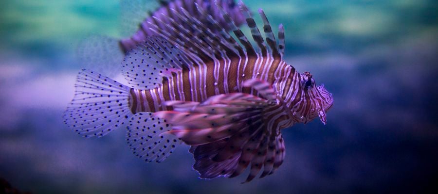 Nadando bajo el mayor acuario de África (01-06-2016) Nadando bajo el mayor acuario de África (01-06-2016)