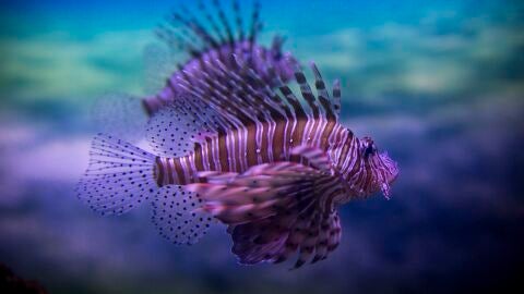 Un pterois nada en el acuario Two Oceans en Ciudad del Cabo (Sud&aacute;frica)