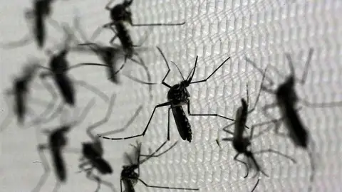 el mosquito 'Aedes aegypti', transmisor del virus del Zika el mosquito 'Aedes aegypti', transmisor del virus del Zika