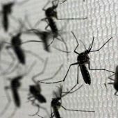 el mosquito 'Aedes aegypti', transmisor del virus del Zika