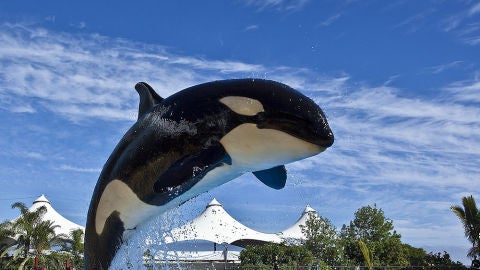 Orca 