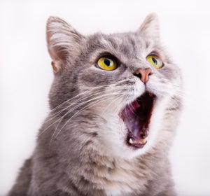 Gato maullando Gato maullando