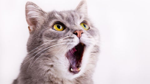 Gato maullando