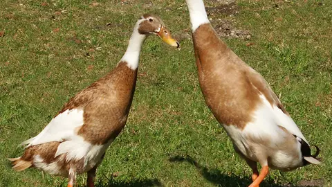 Pato corredor indio Pato corredor indio