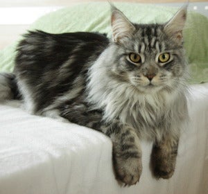 Maine Coon Maine Coon