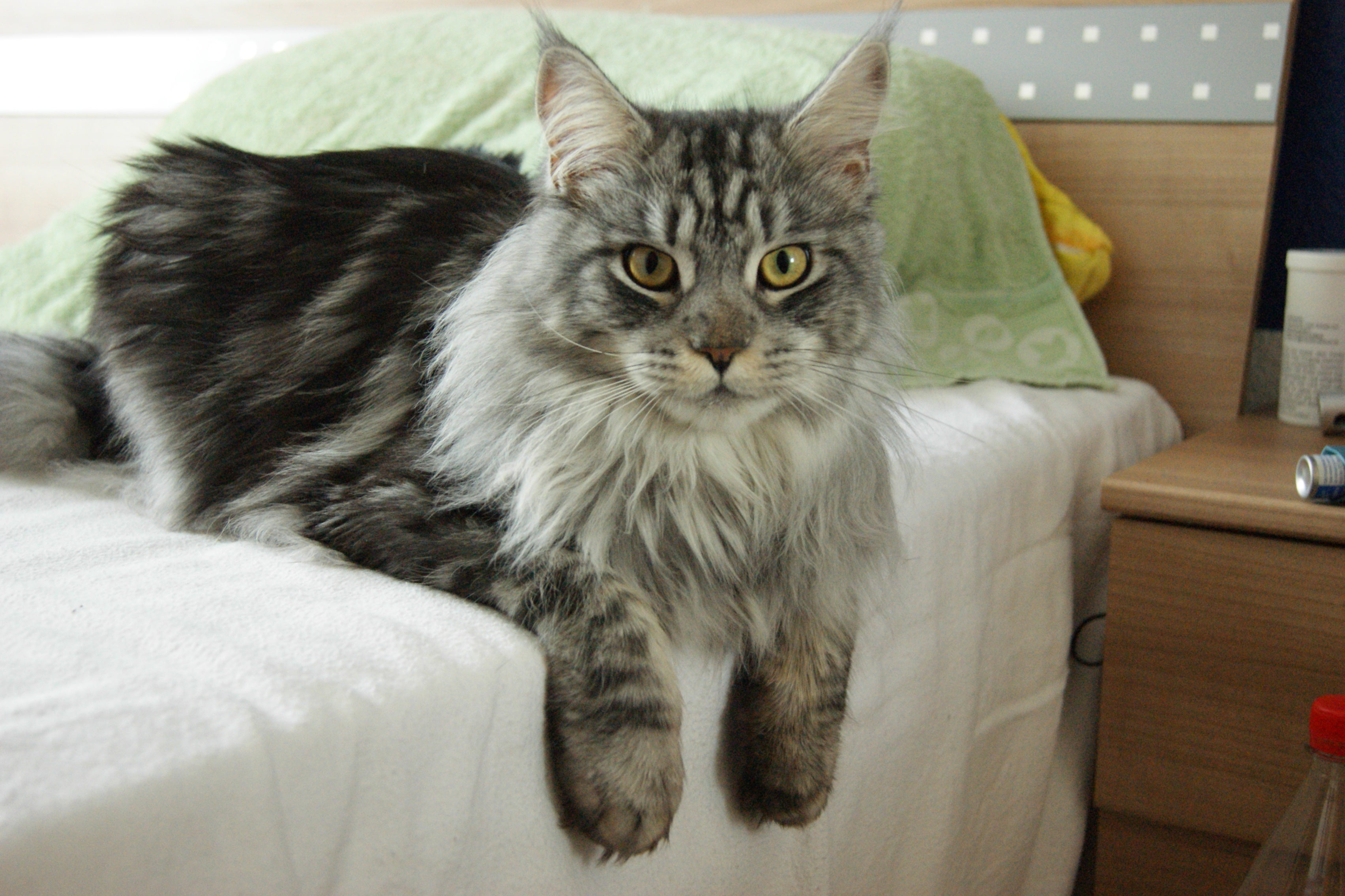 Razas de gatos gigantes: sus cuidados y principales problemas de salud Razas de gatos gigantes: sus cuidados y principales problemas de salud