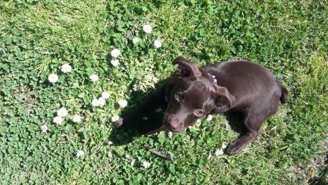 Vera, una perrita mestiza en el c&eacute;sped