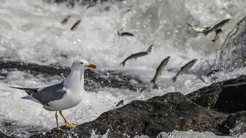 Un manjar para las gaviotas (06-06-2016) Las gaviotas se alimentan de salmonetes de perlas