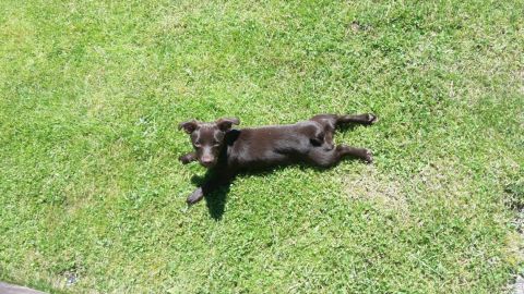 Vera, una perrita mestiza tumbada en el c&eacute;sped