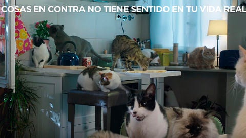 Gatos del v&iacute;deo del PP