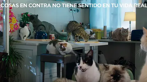 Gatos del vídeo del PP Gatos del vídeo del PP