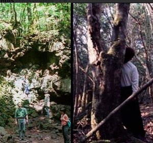 Bosque de los suicidas Bosque de los suicidas