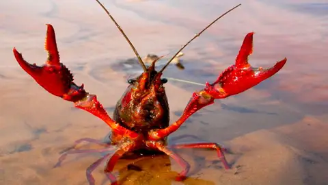 Cangrejo rojo Cangrejo rojo