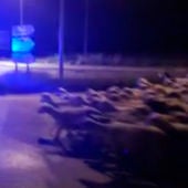 Un rebaño de ovejas por las calles de Huesca