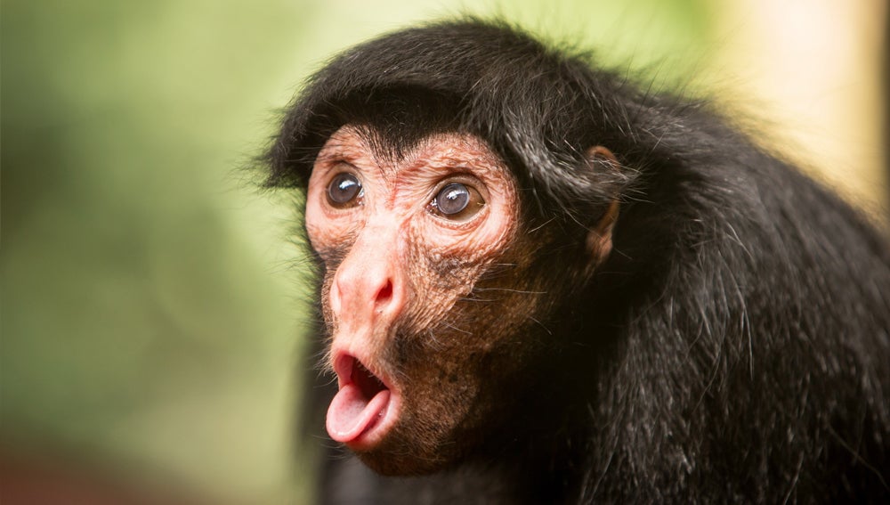 Un mono provoca un apagón eléctrico en toda Kenia Un mono provoca un apagón eléctrico en toda Kenia