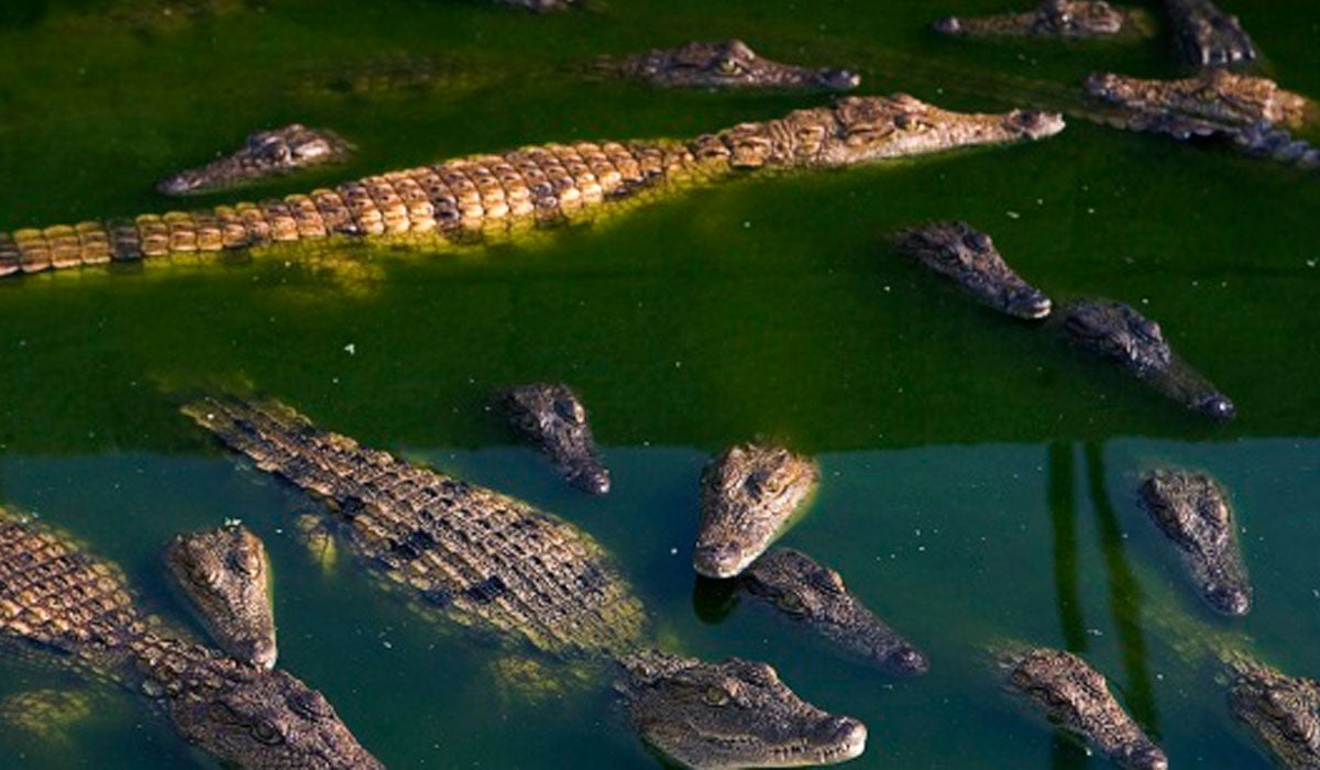 Naturaleza: Controversia en torno a la ley española sobre especies invasoras Naturaleza: Controversia en torno a la ley española sobre especies invasoras