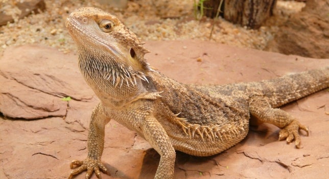 Oliver, el dragón barbudo abandonado: "Como la cosa siga apretando, esta gente abandona a su abuela por ahorrarse una libra esterlina" Oliver, el dragón barbudo abandonado: "Como la cosa siga apretando, esta gente abandona a su abuela por ahorrarse una libra esterlina"