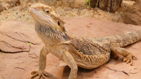 Drag&oacute;n barbudo