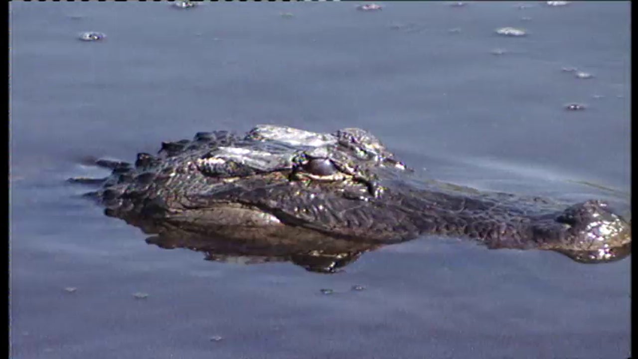 Hallan el cuerpo del niño de 2 años arrastrado por un caimán en Florida |  Onda Cero Radio