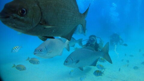 Turistas bucean en la Isla de San Andr&eacute;s (Colombia)