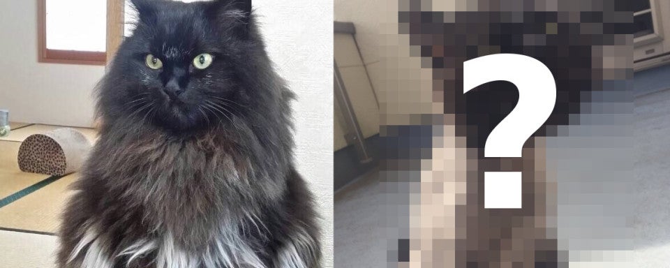Cómo acostumbrar a un gato al cepillado Cómo acostumbrar a un gato al cepillado