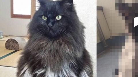 GAto