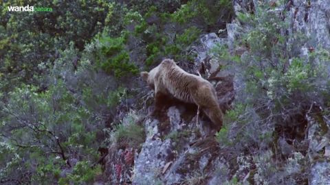 Frame 16.588629 de: "Cant&aacute;brico: los dominios del oso pardo".