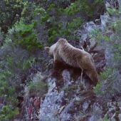 Frame 16.588629 de: "Cantábrico: los dominios del oso pardo".
