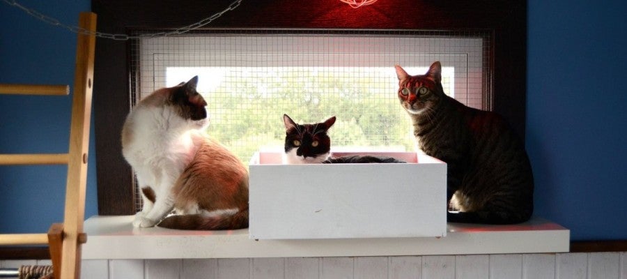 Una de las villas de Gatosphera Una de las villas de Gatosphera